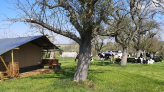 Tente safari près d’arbres avec des vaches qui paissent sur une prairie verte sous un ciel bleu clair.