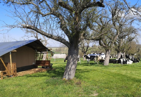 Tienda safari junto a árboles y vacas pastando en un campo verde bajo un cielo azul claro en el campo.