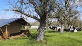 Safari tent naast bomen met grazende koeien op een groen veld onder een heldere blauwe lucht op het platteland.
