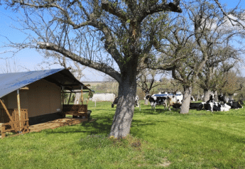 Safari tent naast bomen met grazende koeien op een groen veld onder een heldere blauwe lucht op het platteland.