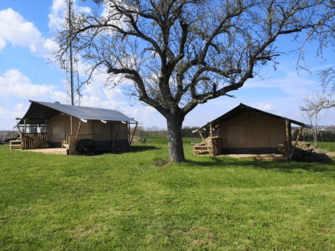 Two safari tents at Minicamping MiO in Germany, standing on green grass under a large tree, sunny day.