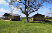 Two safari tents at Minicamping MiO in Germany, standing on green grass under a large tree, sunny day.
