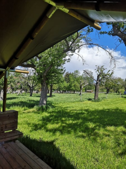 Zicht vanuit een safaritent bij Minicamping MiO in Duitsland, omgeven door bomen en zonnig gras.