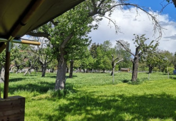 Vista desde una tienda safari en Minicamping MiO, Alemania, rodeada de árboles verdes y césped soleado.
