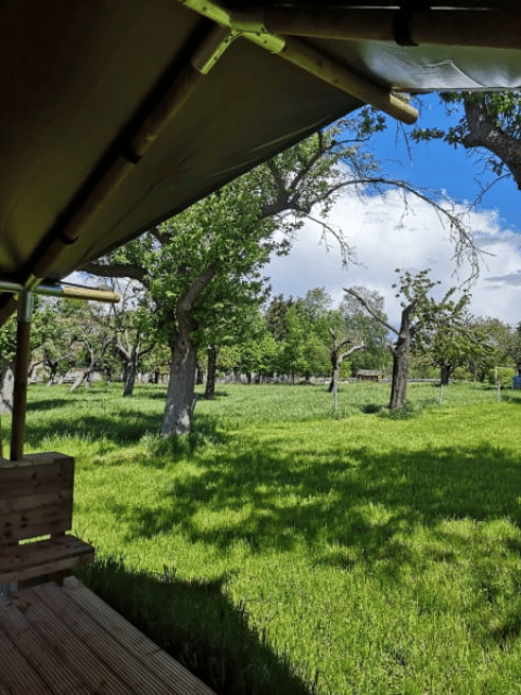 Vista da una tenda safari al Minicamping MiO in Germania, con alberi verdi e prato soleggiato.