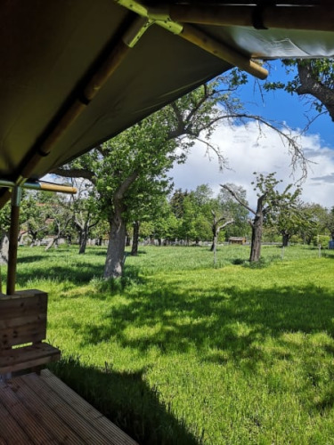Vue d'une tente safari à Minicamping MiO en Allemagne, avec arbres verts et prairie ensoleillée.