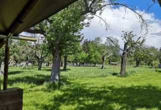 Zicht vanuit een safaritent bij Minicamping MiO in Duitsland, omgeven door bomen en zonnig gras.