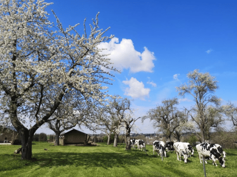 Black-and-white cows grazing beneath blossoming trees near a safari tent at Minicamping MiO in Germany.