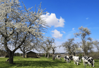 Des vaches noires et blanches paissent sous des arbres en fleurs près d'une tente safari au Minicamping MiO, Allemagne.
