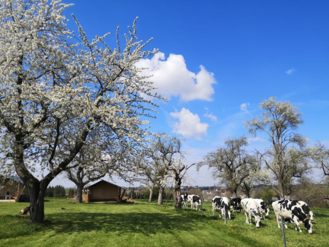 Des vaches noires et blanches paissent sous des arbres en fleurs près d'une tente safari au Minicamping MiO, Allemagne.