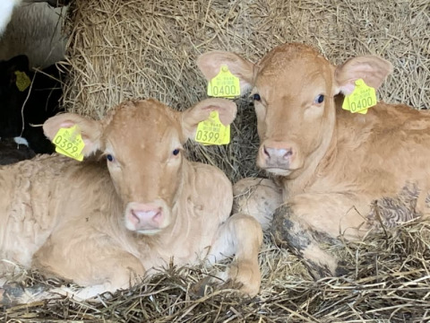 Twee lichtgekleurde kalfjes met gele oormerken liggen in het stro op Boerencamping Swarthoeve.