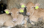 Two light-colored calves with yellow ear tags lie on straw at Boerencamping Swarthoeve in the Netherlands.
