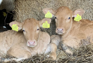 Two light-colored calves with yellow ear tags lie on straw at Boerencamping Swarthoeve in the Netherlands.