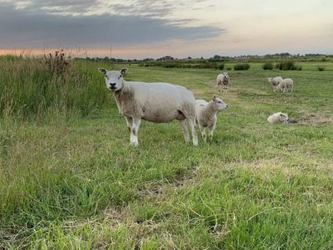 Schafe grasen auf einer Wiese bei Sonnenuntergang am Safari-Zelt auf dem Boerencamping Swarthoeve, Niederlande.