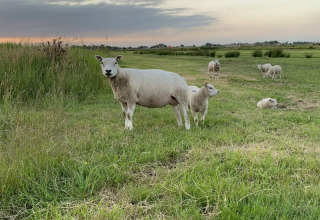 Får græsser fredeligt på en mark ved solnedgang nær Safari telt ved Boerencamping Swarthoeve, Holland.