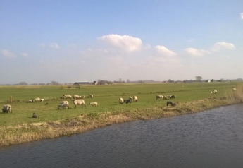 Grøn mark med græssende får ved kanten af vandet under blå himmel på Boerencamping Swarthoeve, Holland.