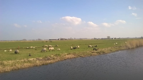 Weidende Schafe auf grüner Wiese neben einem Wasserlauf unter blauem Himmel bei Boerencamping Swarthoeve.