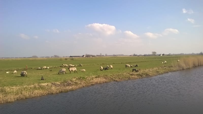 Weidende Schafe auf grüner Wiese neben einem Wasserlauf unter blauem Himmel bei Boerencamping Swarthoeve.