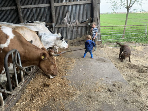 Zwei Kinder, ein brauner Hund und mehrere Kühe vor einem Stall bei Boerencamping Swarthoeve, Niederlande.