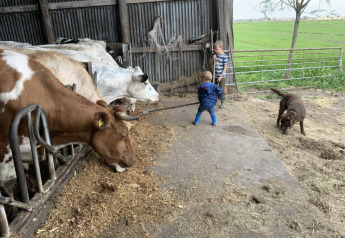 Twee kinderen, een bruine hond en verschillende koeien aan de stal op Boerencamping Swarthoeve, Nederland.