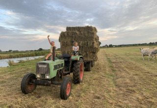 Dos niños en un tractor con balas de heno en Boerencamping Swarthoeve, Países Bajos, vacas al fondo.