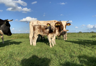 Koeien grazen in een veld bij Safari tent op Boerencamping Swarthoeve, Nederland, onder een blauwe lucht.
