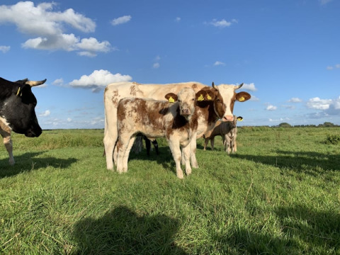 Cows grazing in a field near Safari tent at Boerencamping Swarthoeve, Netherlands, with blue sky above.