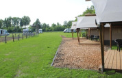 Safari tents with wooden decks at Camping de Waterbuffelfarm in the Netherlands, surrounded by greenery.