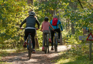 Trois personnes font du vélo sur un sentier forestier près d'une tente safari au Camping het Swinnenbos en Belgique.