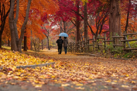 Zwei Personen spazieren unter einem blauen Regenschirm durch herbstliche Bäume im Swinnenbos, Belgien.