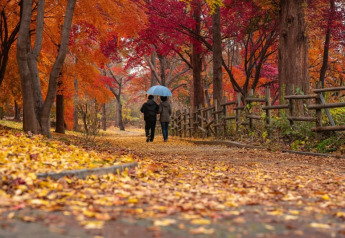 Zwei Personen spazieren unter einem blauen Regenschirm durch herbstliche Bäume im Swinnenbos, Belgien.