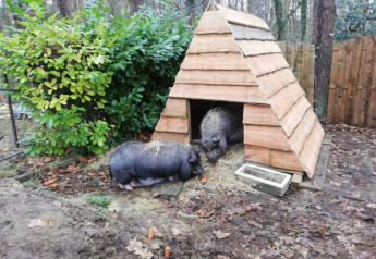 To grise foran en træhytte ved Camping het Swinnenbos, omgivet af skov og grønt løv i Belgien.