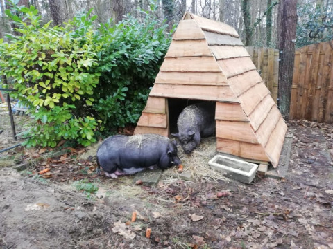 Dos cerdos junto a una cabaña de madera en Camping het Swinnenbos, rodeados de bosque en Bélgica.