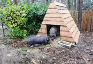 Two pigs near a wooden hut at Camping het Swinnenbos, Belgium, surrounded by forest and greenery.