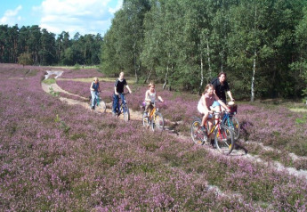 Cinque persone pedalano lungo un sentiero tra erica viola vicino a una tenda safari al Camping Sonnenberg, Germania.