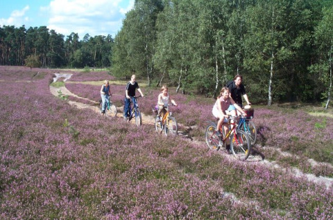 Fem personer cykler på en sti blandt lilla lyng og grønne træer nær safari-teltet på Camping Sonnenberg.