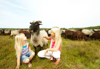 Two blonde girls sitting close to a sheep on grassy field at Safari tent, Camping Sonnenberg in Germany.