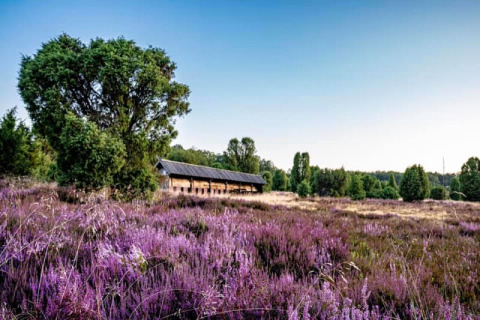 Tente safari au Camping Sonnenberg en Allemagne, entourée de bruyères violettes et d’arbres verts sous ciel bleu.