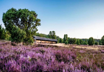 Tente safari au Camping Sonnenberg en Allemagne, entourée de bruyères violettes et d’arbres verts sous ciel bleu.