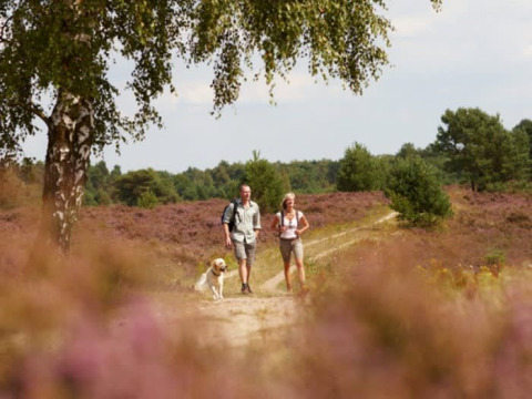 Zwei Personen und ein Hund wandern auf einem Pfad durch blühende Heide nahe Safari-Zelt Camping Sonnenberg.