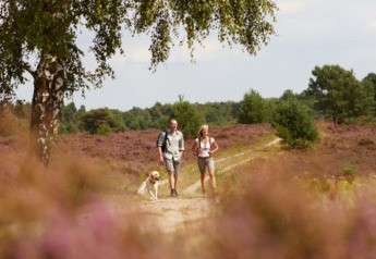 Zwei Personen und ein Hund wandern auf einem Pfad durch blühende Heide nahe Safari-Zelt Camping Sonnenberg.