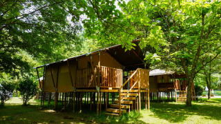 Safari tents elevated on wooden platforms in a lush green forest, surrounded by sunlight and trees.