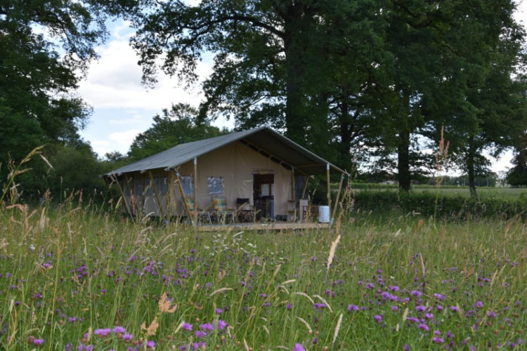 Tienda safari en Camping Domaine Bleu Celeste en Francia, rodeada de flores silvestres y árboles altos.
