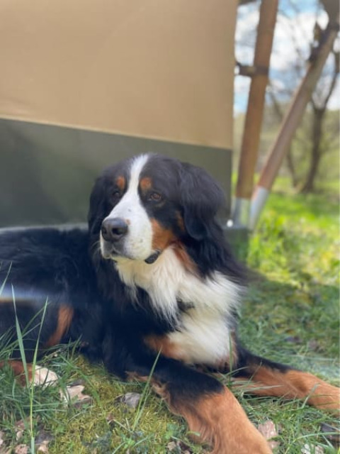En Berner Sennenhund slapper af foran en safaritelte på Camping Drei Spatzen, Tyskland, i solskin.