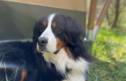 A Bernese Mountain Dog relaxes in front of a safari tent at Camping Drei Spatzen, Germany, in sunshine.