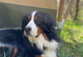 A Bernese Mountain Dog relaxes in front of a safari tent at Camping Drei Spatzen, Germany, in sunshine.