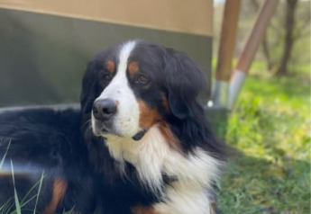 A Bernese Mountain Dog relaxes in front of a safari tent at Camping Drei Spatzen, Germany, in sunshine.