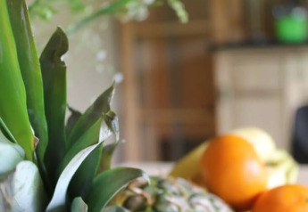Ananas e agrumi freschi su un tavolo all'interno di una tenda safari al Camping Sretanwolf, Croazia, sfondo sfocato.