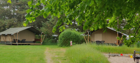 Safari-Zelte auf dem Ballum Campingplatz in Dänemark umgeben von Bäumen und viel Grünfläche.