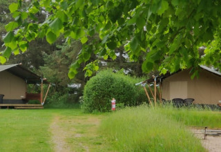 Safari-Zelte auf dem Ballum Campingplatz in Dänemark umgeben von Bäumen und viel Grünfläche.